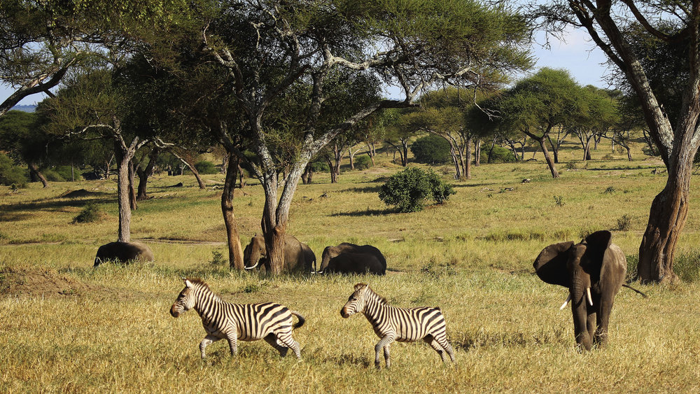 safari-Tanzania