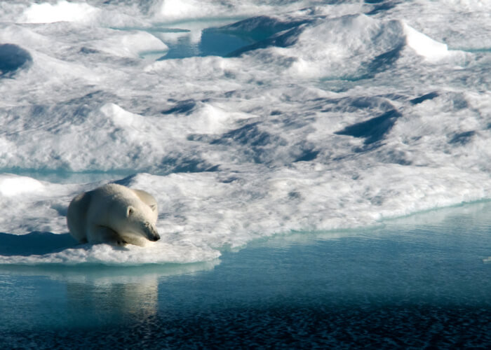 osos polares_Isla Baffin