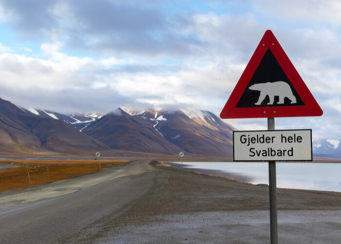 osos polares_Svalbard