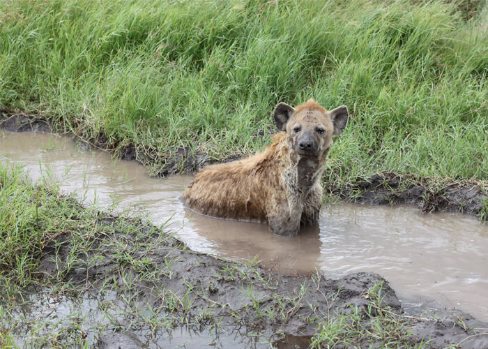 una hiena en el safari en Serengeti