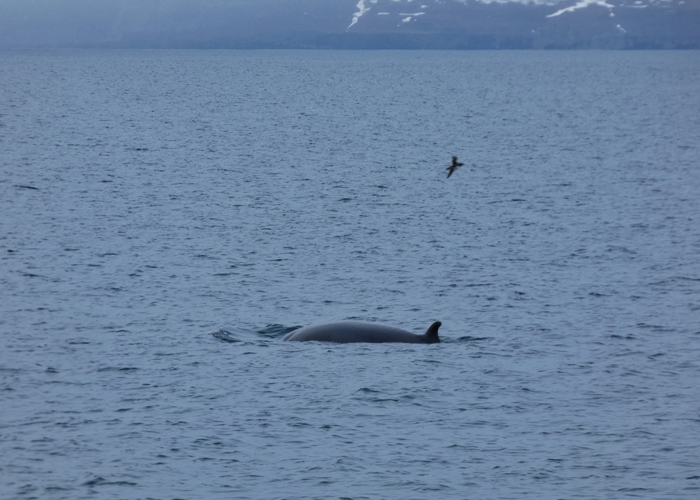 ballenas en Svalbard