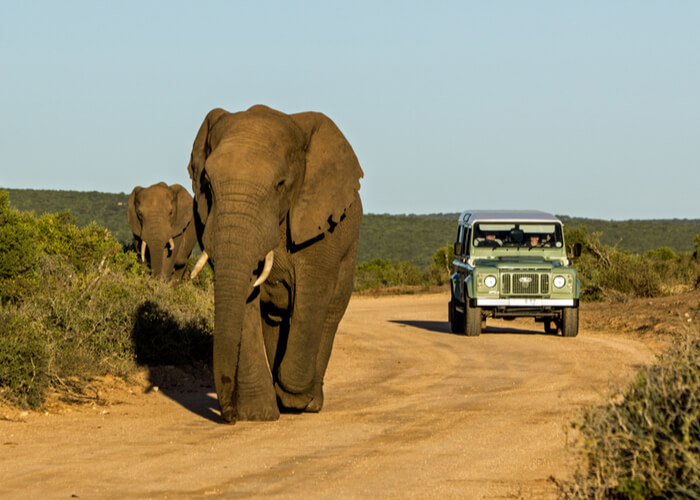 safari en sudafrica