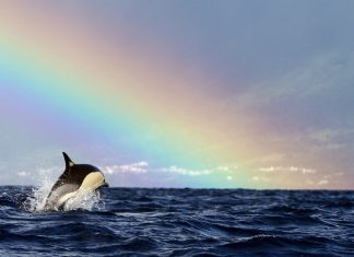 avistamiento de orcas en un viaje a Azores