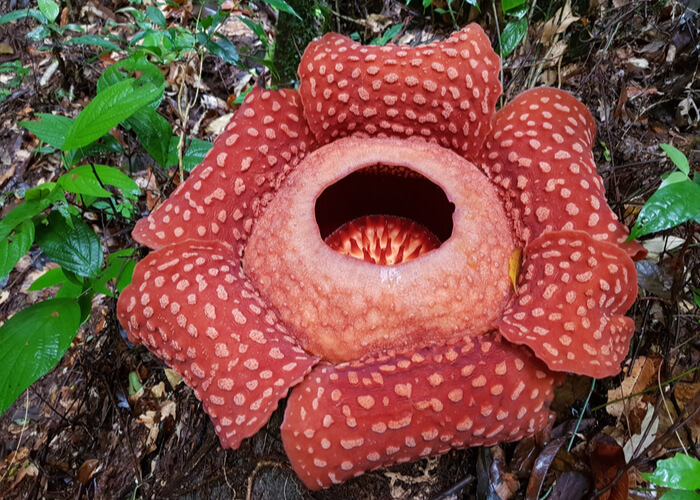 excusas-viajar-a-la-isla-malasia-de-borneo-rafflesia-flor-mas-grande-del-mundo