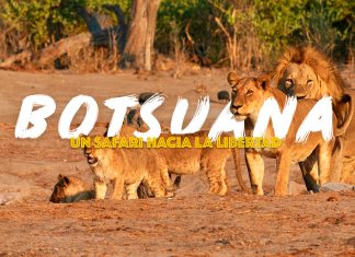 leones en botsuana
