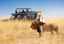 safari_kenia_jeep