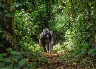 safari_uganda_gorila