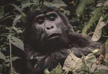 Un gorila de montaña descansando en el denso bosque de Bwindi