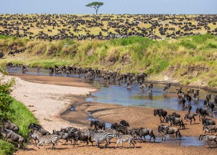 safari-kenia-familia-gran-migración