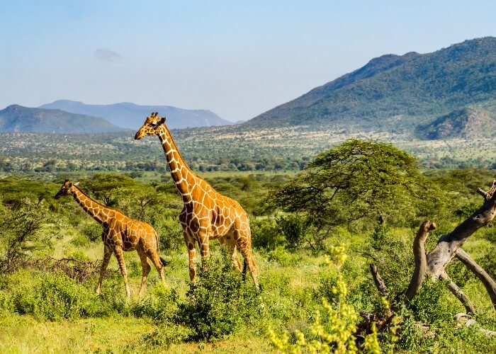 safari-kenia-niños-girafas-samburu