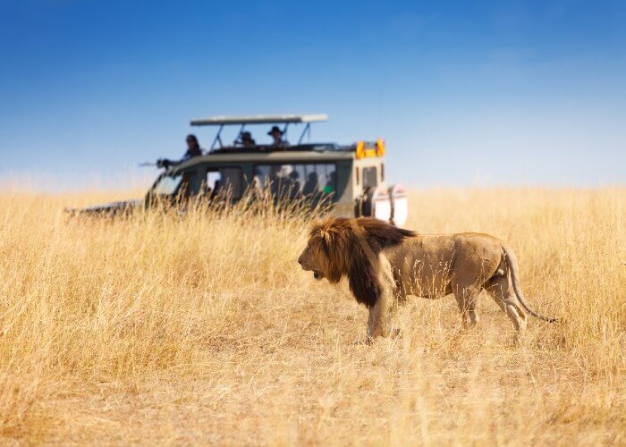 safari-kenia-niños-leon