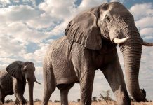 Dos elefantes en primer plano caminando por la sabana africana