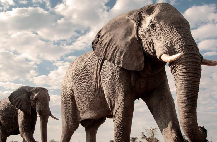 Dos elefantes en primer plano caminando por la sabana africana