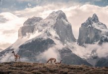 vicuñas pastando en Chile con las montañas de fondo