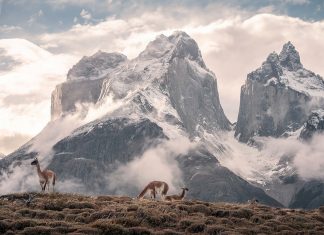 vicuñas pastando en Chile con las montañas de fondo