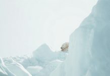 Oso polar descansando en un bloque de hielo