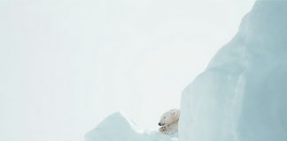 Oso polar descansando en un bloque de hielo