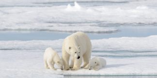 mejores-viajes-para-ver-osos-polares