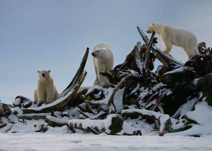 ver-osos-polares-alaska