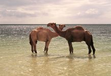 Dos camellos refrescándose en el mar en Kenia