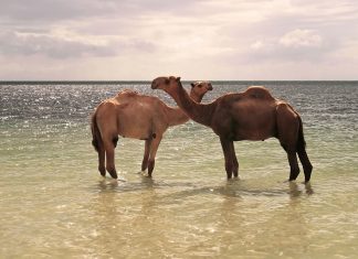 Dos camellos refrescándose en el mar en Kenia