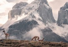 que-visitar-en-chile-paisaje-montana-vicunas