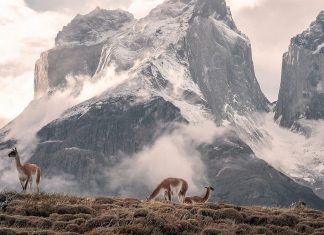 que-visitar-en-chile-paisaje-montana-vicunas