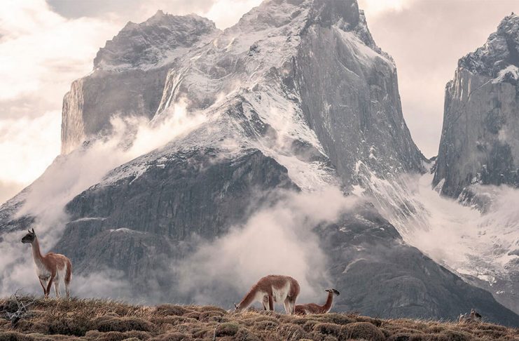 que-visitar-en-chile-paisaje-montana-vicunas